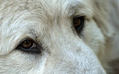 “LET’S GO!” – A Fire Plan for Livestock Guardian Dogs