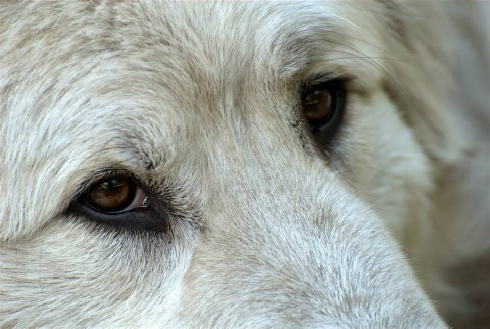 A Fire Plan for Livestock Guardian Dogs