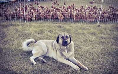 “Kapsali Farm” – A Successful “Repurposing” of a Livestock Guardian Dog, Case Study