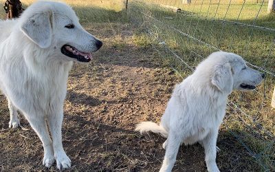 The Livestock Guardians of ‘Settled Downs’